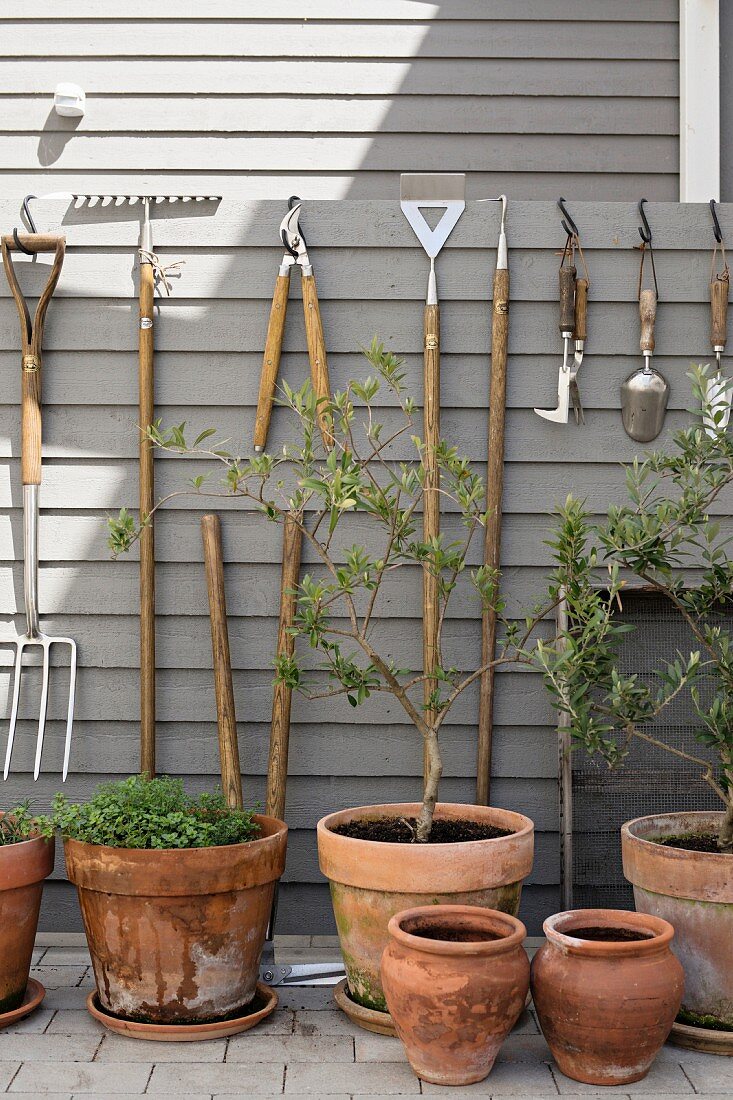 Verschiedene Tontöpfe mit Olivenbäumen vor hellgrauer Holzwand und aufgehängten Gartengeräten