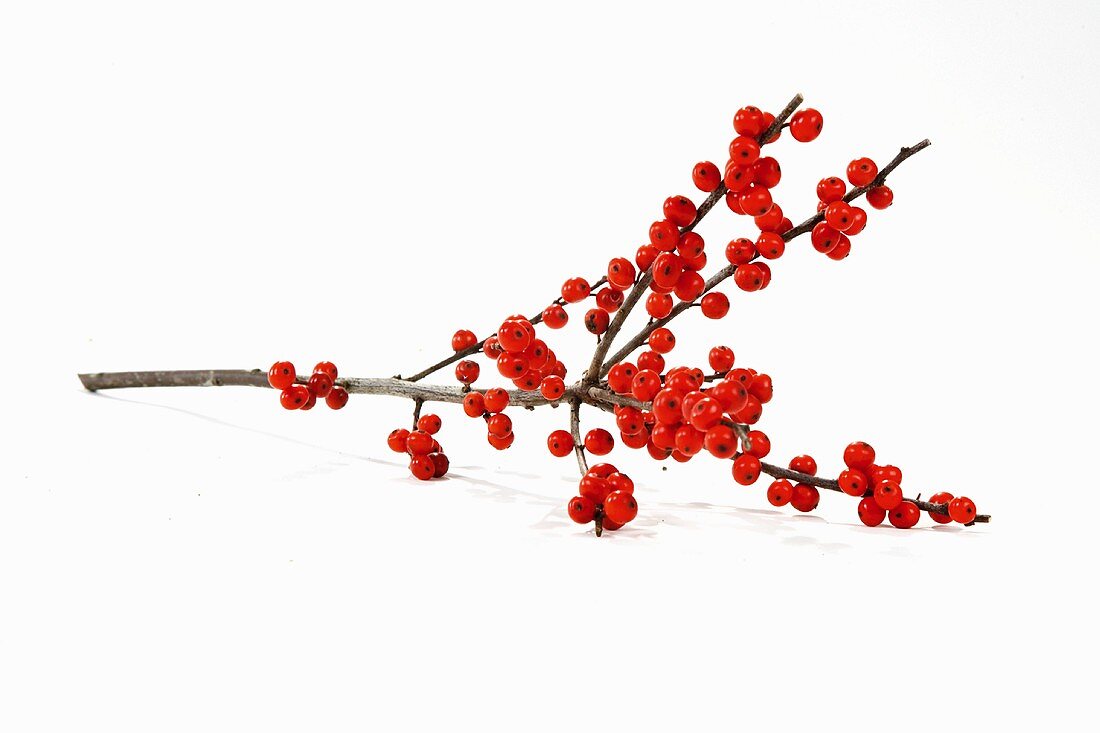 Zweig mit roten Winterbeeren