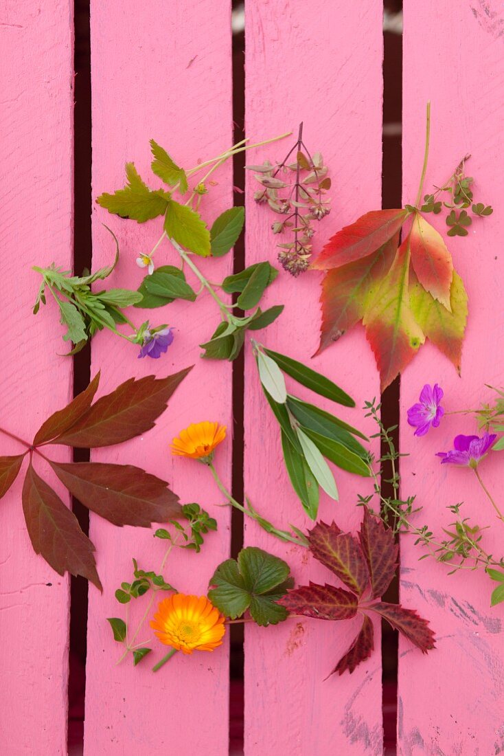 Verschiedene Blätter und Blüten auf pinkem Untergrund