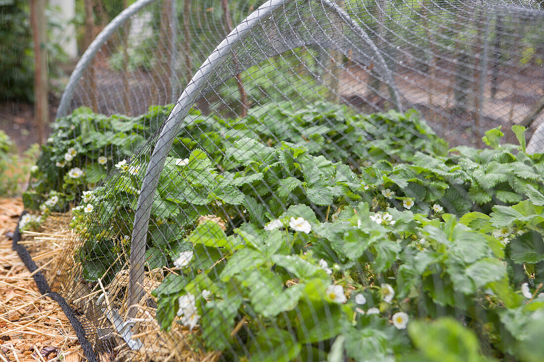 Strawberry plants growing under bird netting in garden