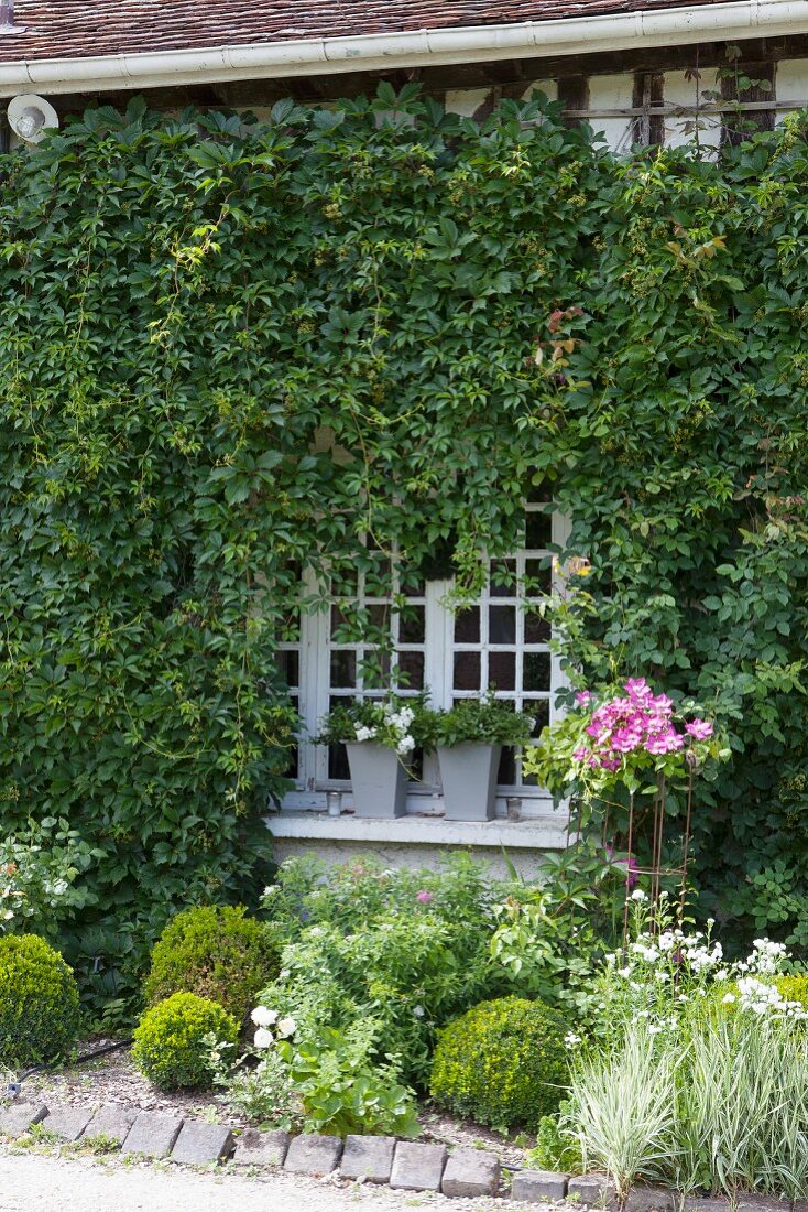 Bewachsene Fassade mit gepflegtem Vorgarten