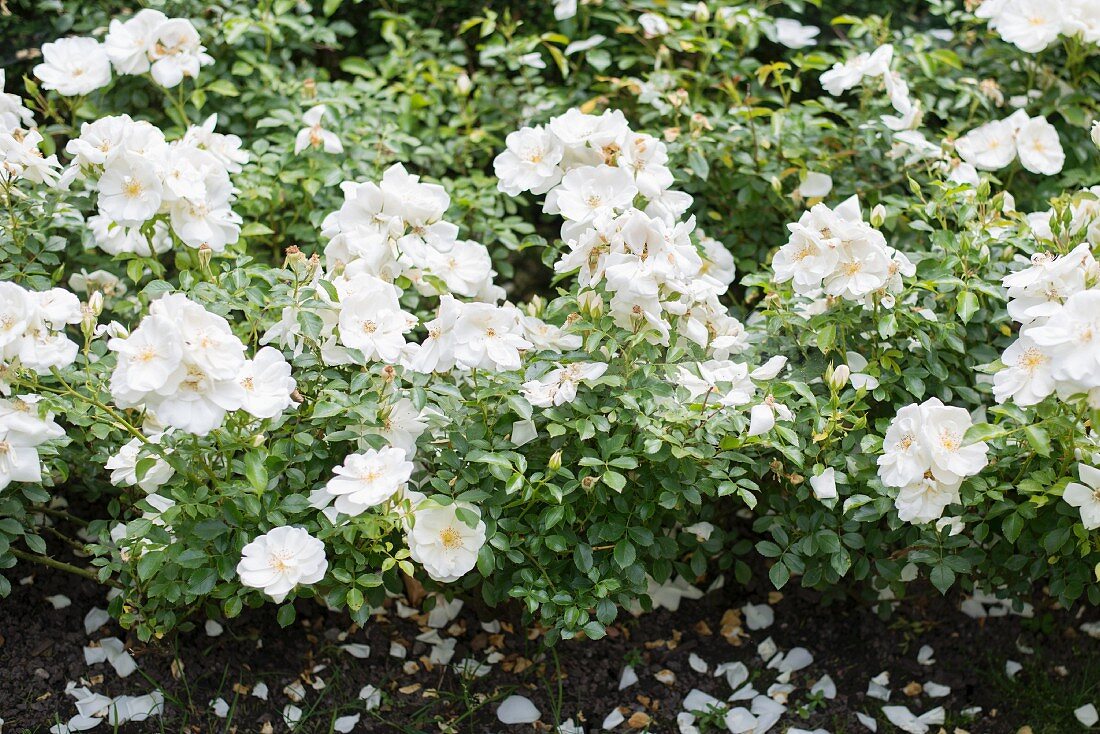 Weiß blühende Rose im Garten