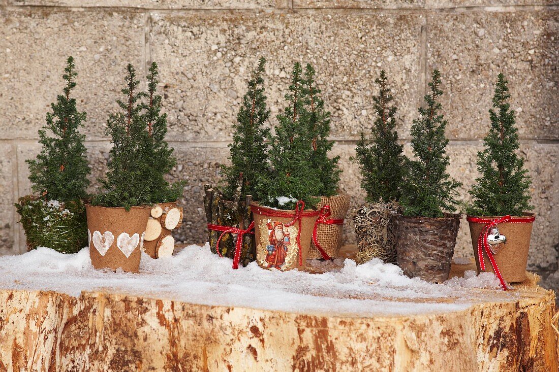 Conifers in hand-decorated winter planters