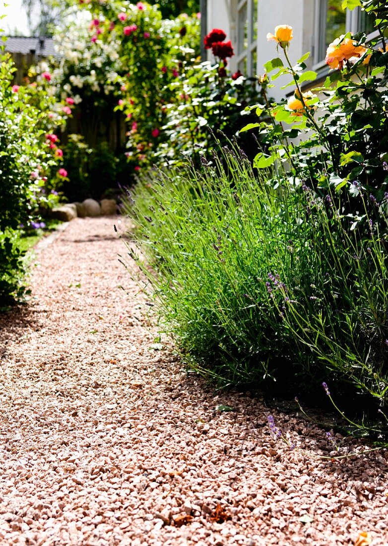 Gravel garden patch between flowering roses and lavender