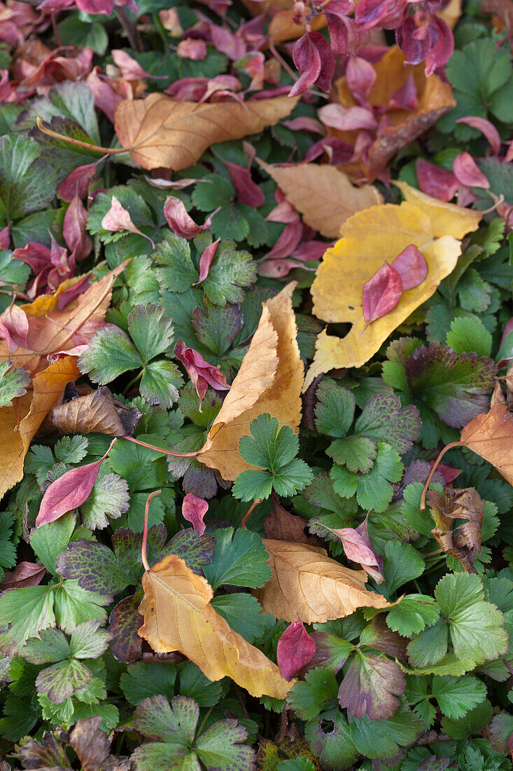 Bunt gefärbtes Herbstlaub auf Bodendecker
