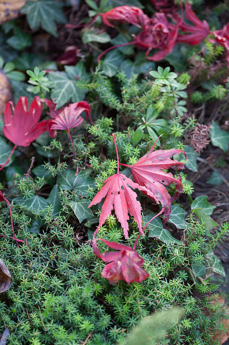 Brightly coloured autumnal leaves lying on green ground-cover plants