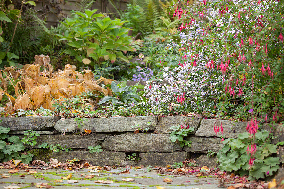Kleine Natursteinmauer in einem herbstlichen Garten