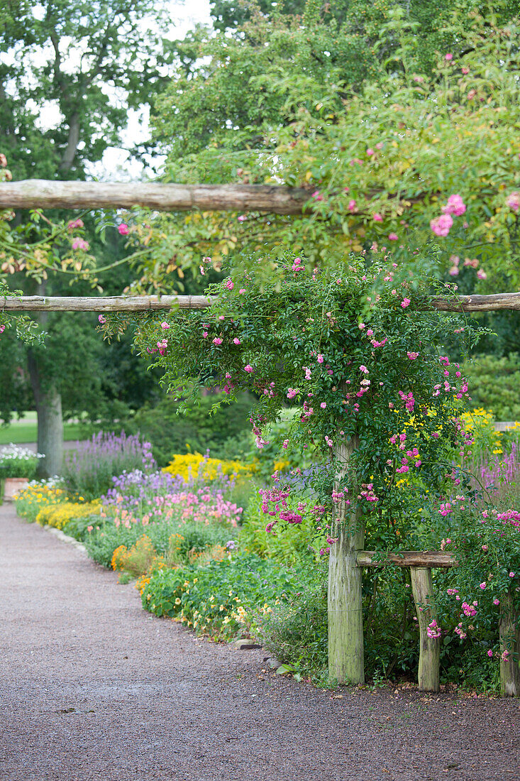 Rose climbing over pergola made from round timbers and flowering beds lining gravel path in gardens