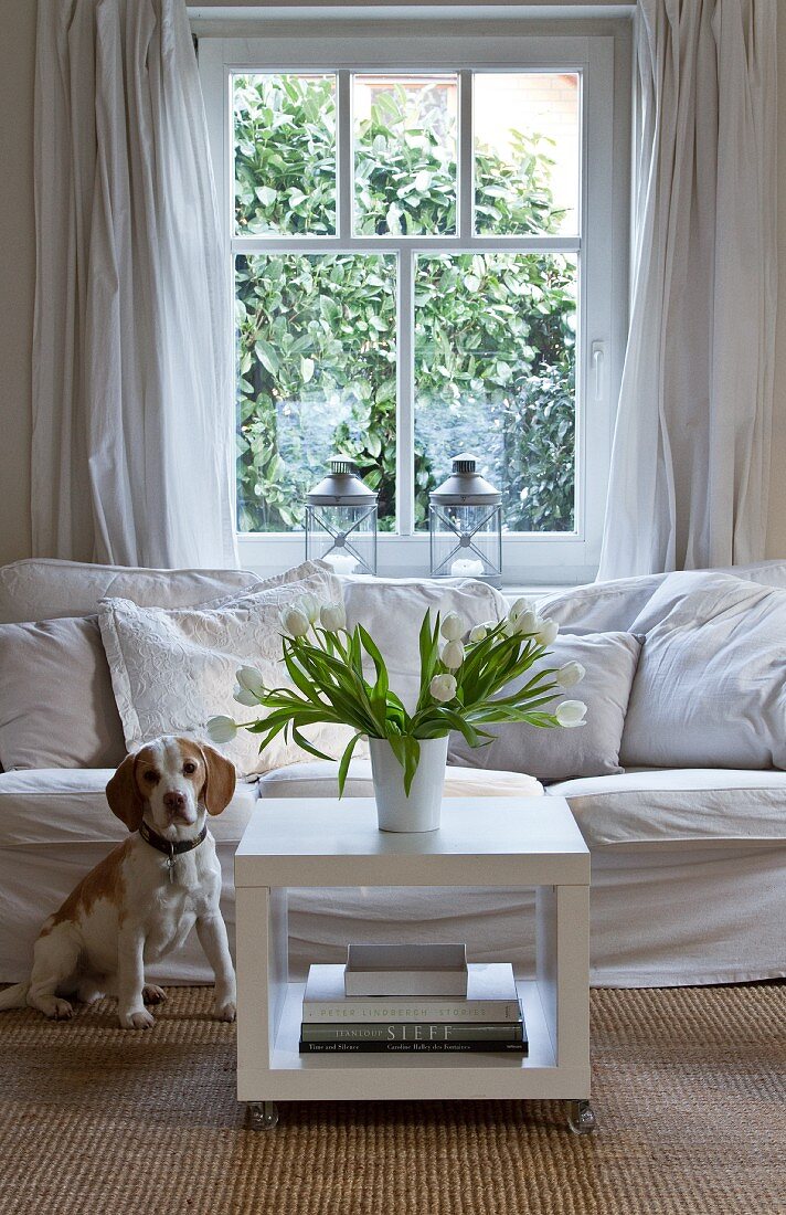 Inquisitive dog sitting in front of white couch next to vase of white tulips on square coffee table