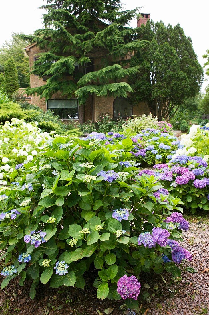 Hydrangeas of various colours in summery garden