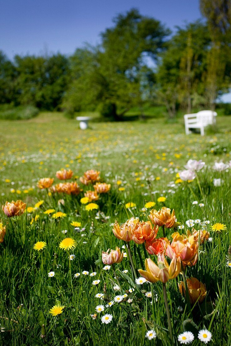 Blühende Frühlingswiese mit orangefarbenen Tulpen, Löwenzahn und Gänseblümchen