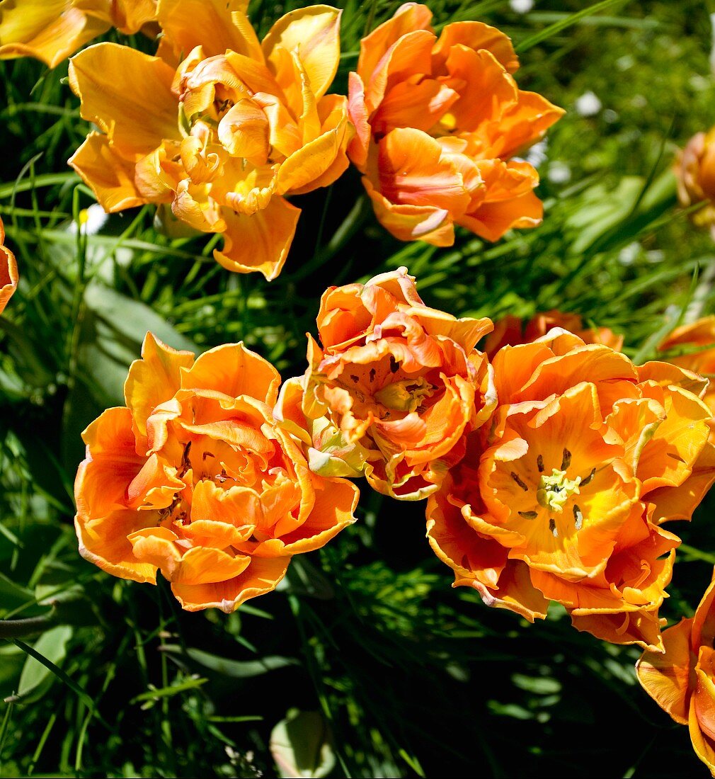Leuchtend orangefarbene Tulpen