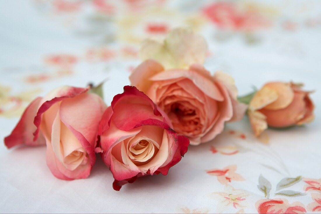 Orange and red roses on floral tablecloth
