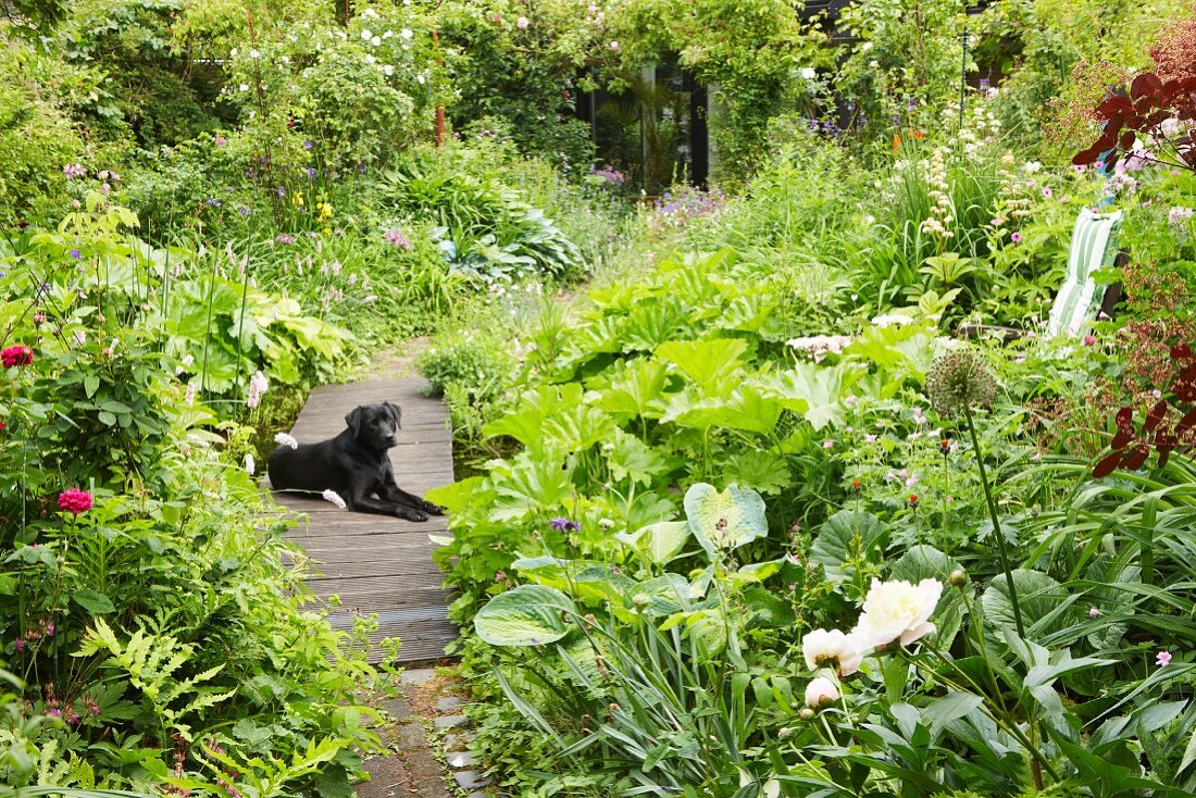 Dog lying on path in lush summer garden