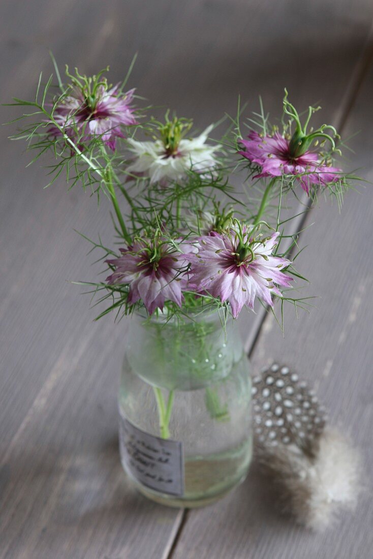 Posy of love-in-a-mist in glass vase and guinea fowl feather on grey-painted wooden table