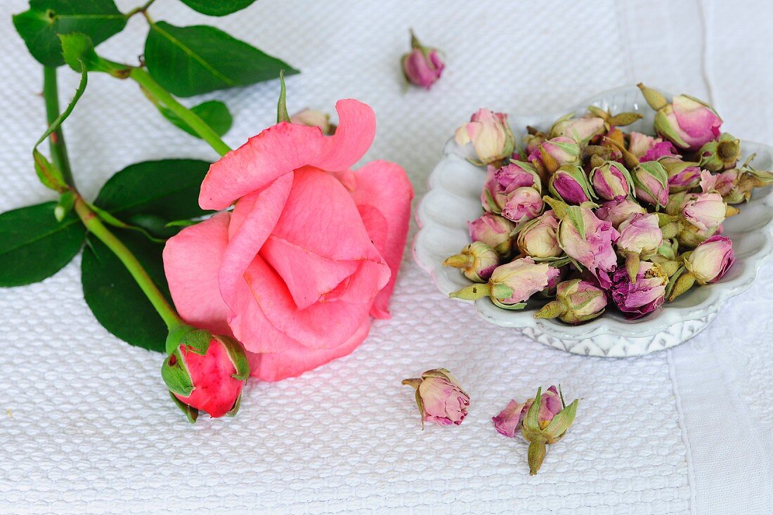 Rosenblüte und Rosenknospen