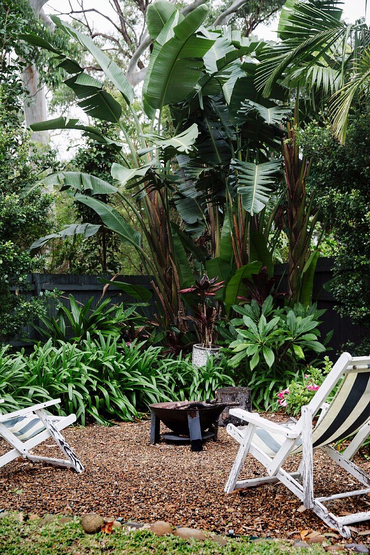 Tropical garden area with white wooden deck chairs on gravel floor in front of banana trees and palm trees
