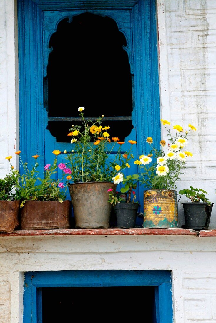 Blauer Fensterrahmen mit Blumentöpfen auf Fensterbank