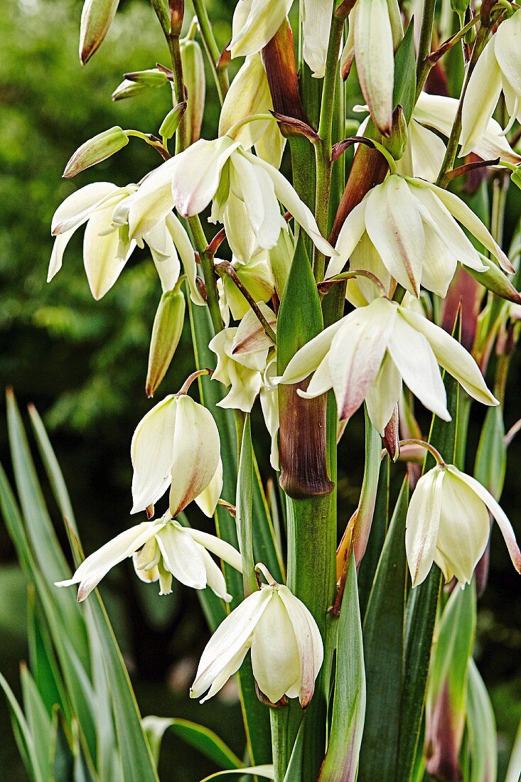 Palmlilien-Blüten; 'Yucca Recurvifolia'