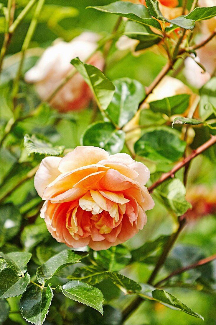 Apricot-colored rose blossom; 'Lady of Shallot, David Austin Rose'