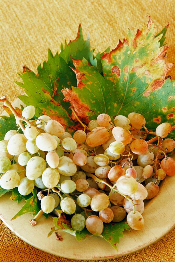 Frische Trauben auf einem Teller mit Weinblättern