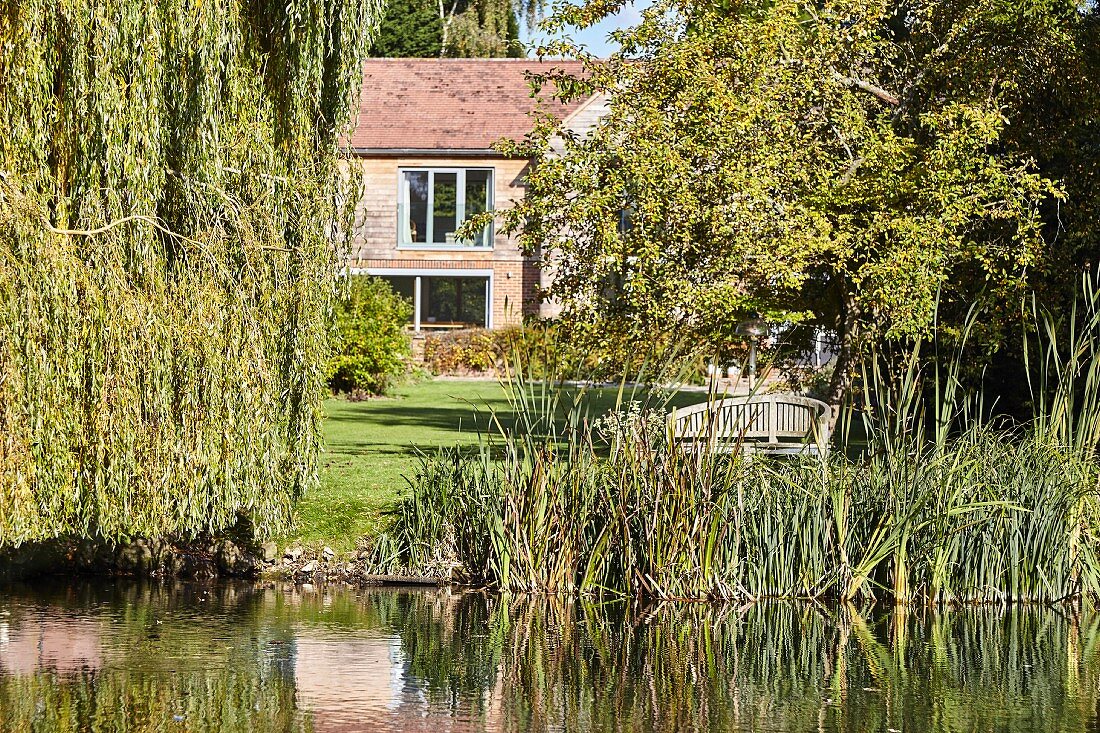 Idyllic summer garden with weeping willow on river bank, trees and house in background