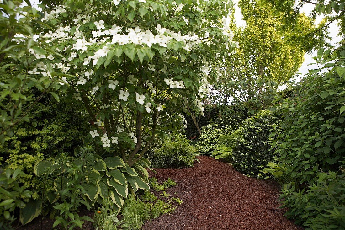 White-flowering shrub and green perennials lining mulched garden path