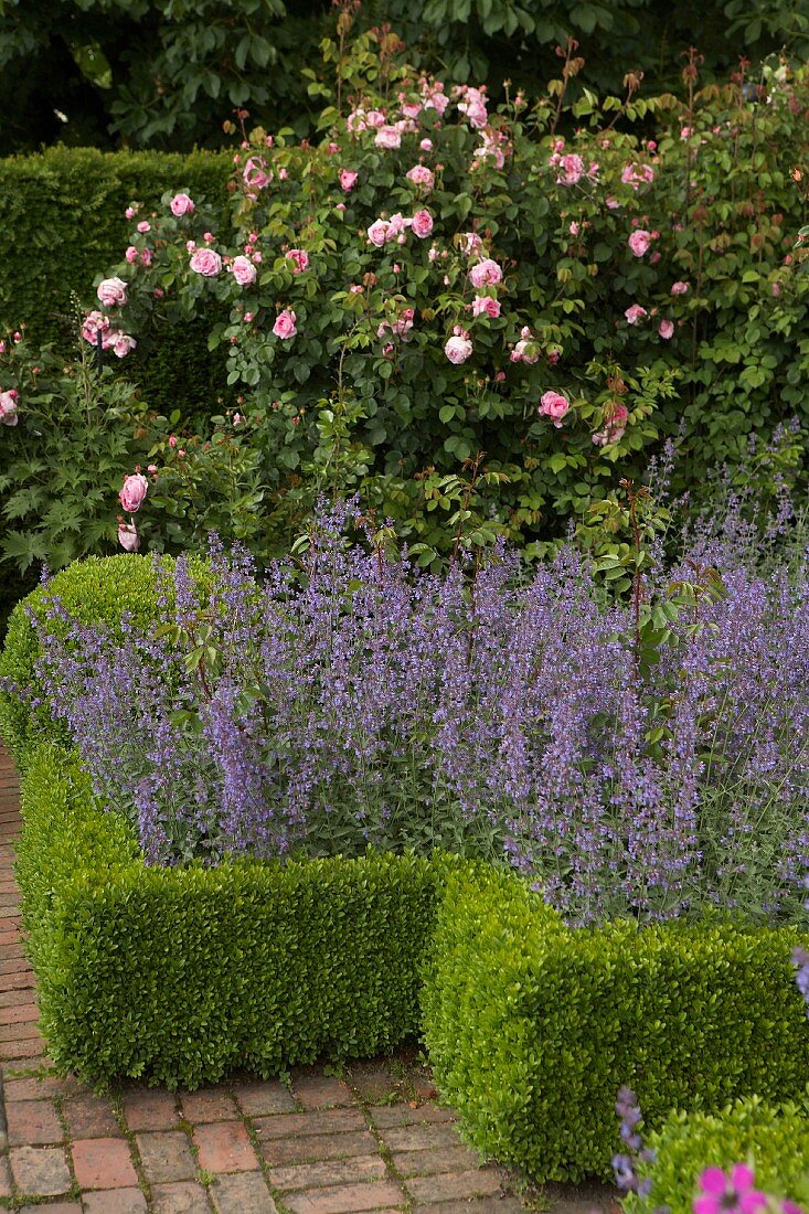 Beet mit geschnittener Buchshecke an Ziegelpflasterweg, hochgewachsene Rosen im Hintergrund