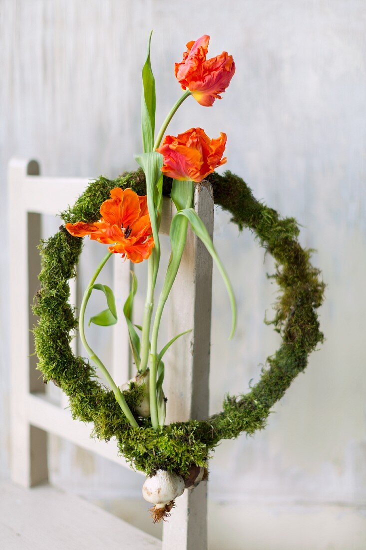 Three tulips with bulbs in wreath of moss hung from chair backrest