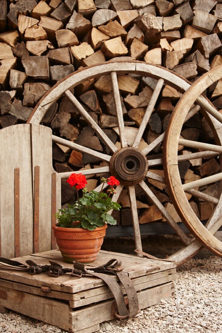 Potted geranium in front of wagon wheels and stacked firewood in garden
