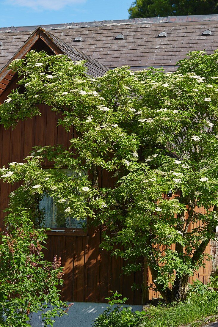 Flowering elder next to wooden house