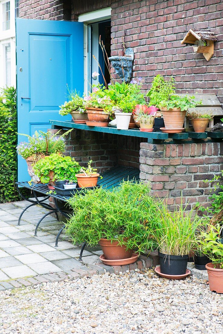 Foliage plants and geraniums in terracotta pots on shelf outside brick house with open blue exterior door