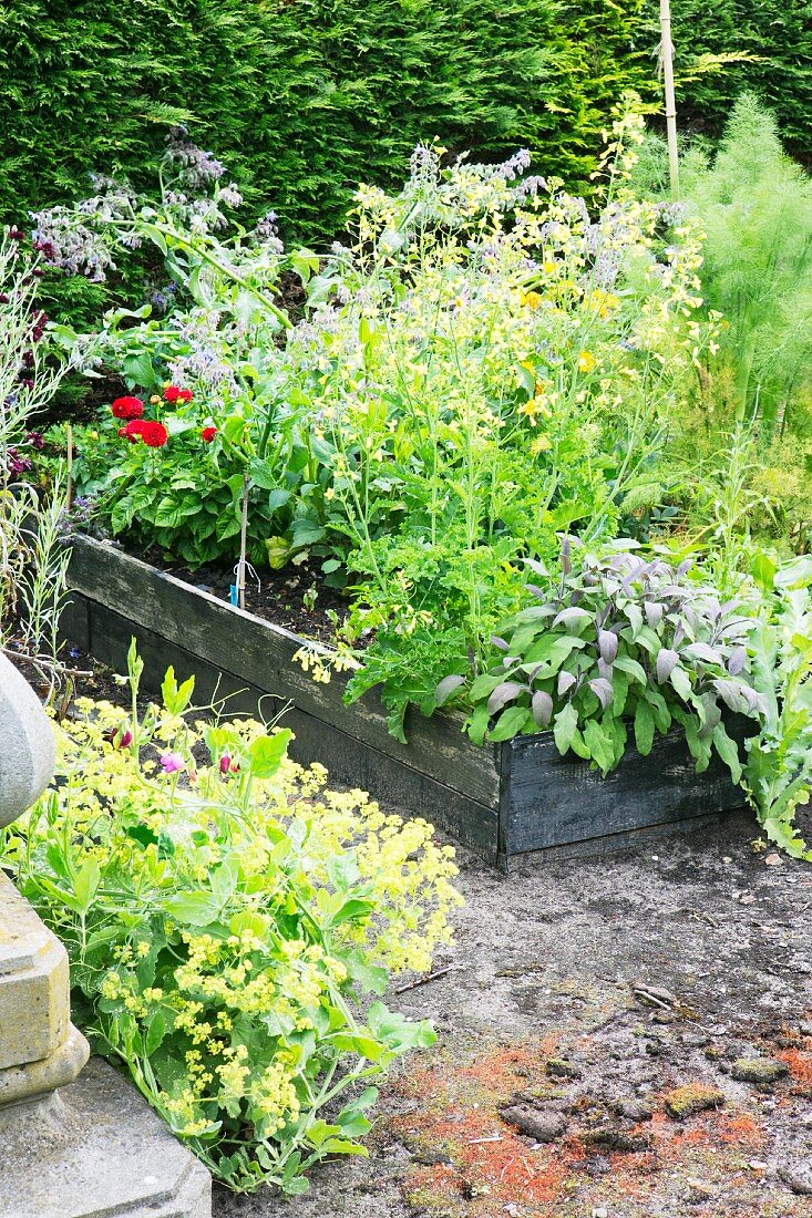 Flowering perennials and herbs in raised bed