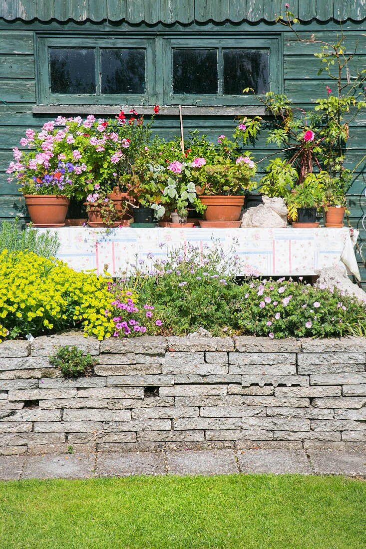 Yellow-flowering perennials on terrace wall in front of potted pelargoniums and other plants on table outside rustic wooden house