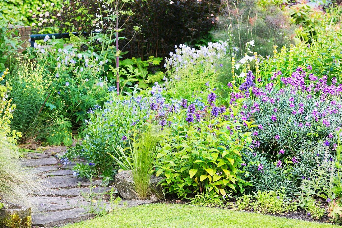 Purple wallflowers and other flowering perennials in summery garden