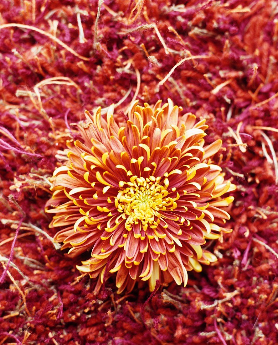 Orange flower on orange woollen rug