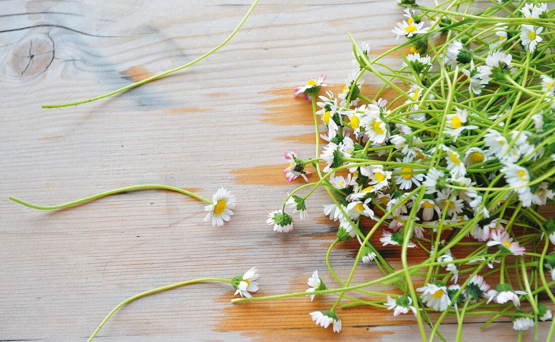 Freshly picked daisies on wooden surface
