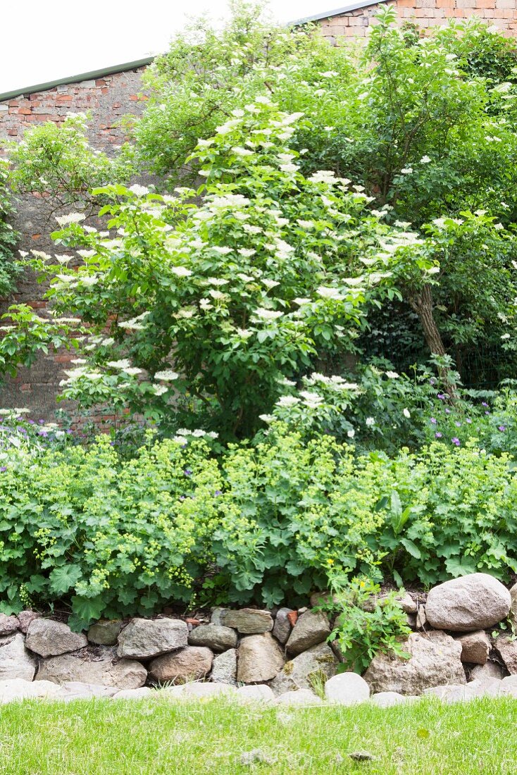 Frauenmantel und Holunderstrauch in einem Beet mit Natursteinmauer