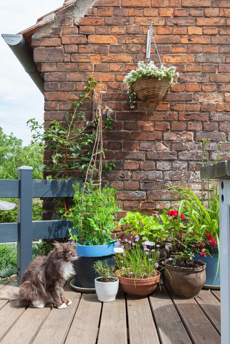 Katze sitzt vor Blumentöpfen auf sommerlicher Terrasse