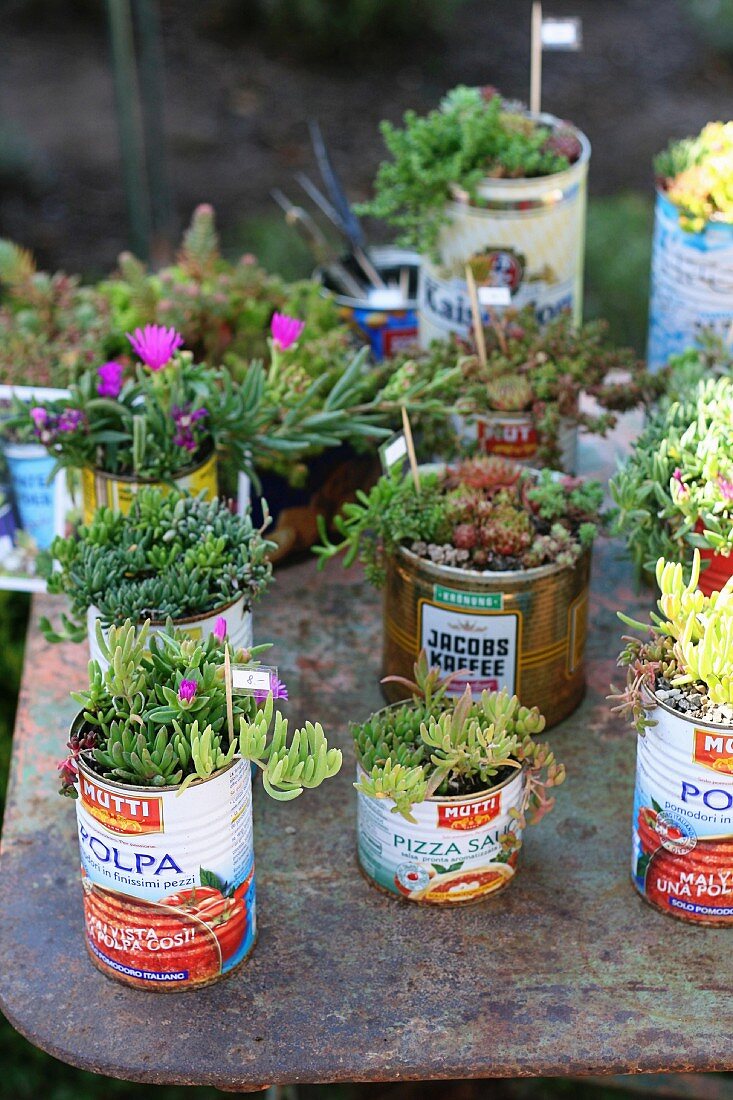 Succulents planted in old tin cans
