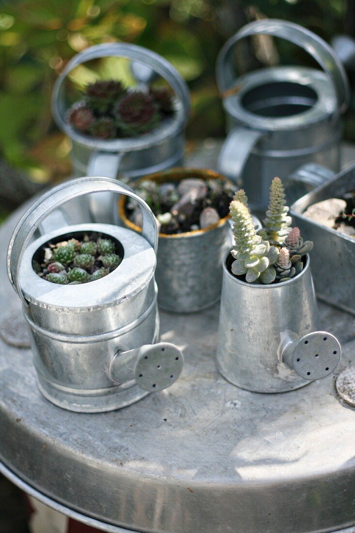 Shiny, ornamental zinc watering cans