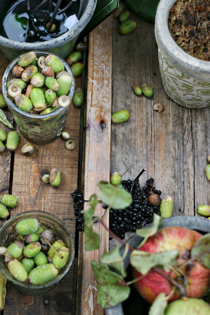 Herbststilleben mit gesammelten Eicheln und Apfelzweig