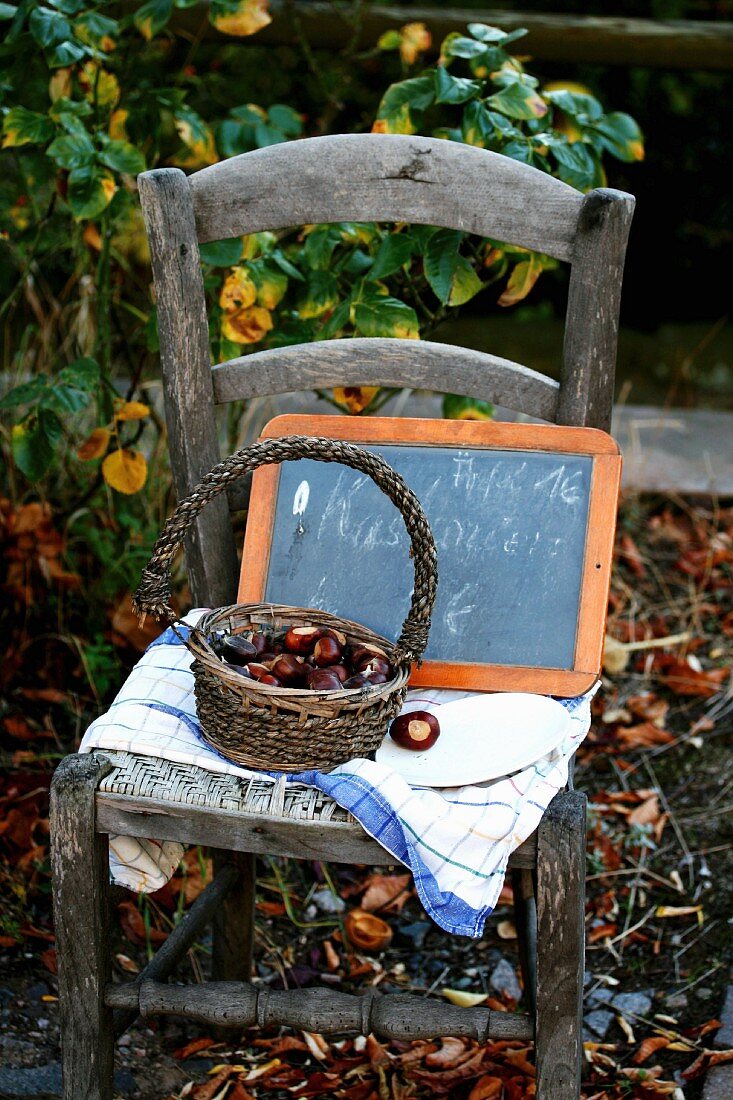 Sweet chestnuts in broken basket on rustic chair