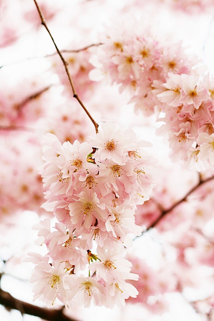 Japanese flowering cherry blossom