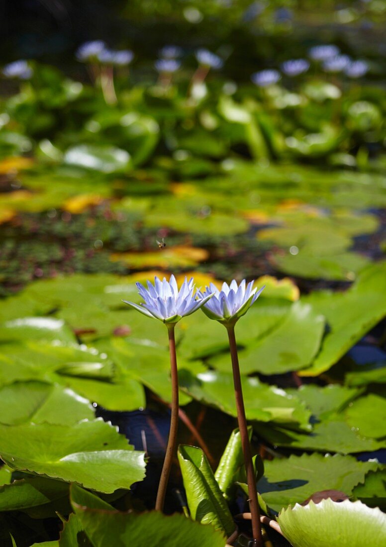 Flowering blue lotus (Nymphaea caerulea) in pond