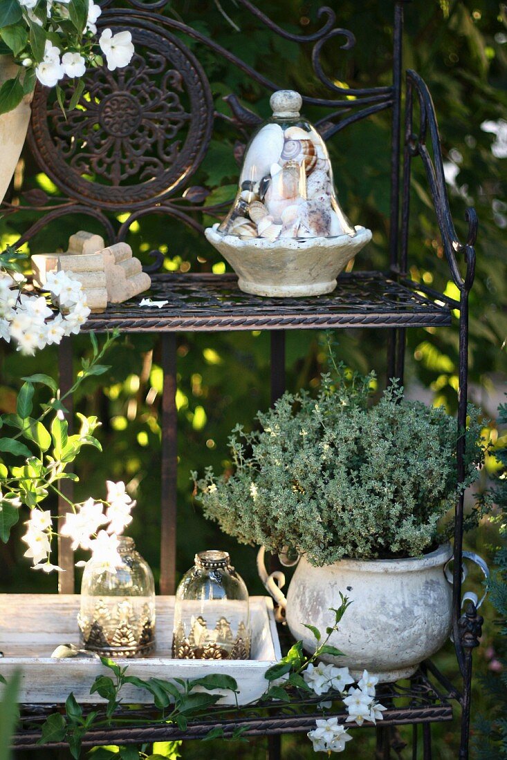 Glass cloches and potted thyme on garden shelves with summer jasmine to one side