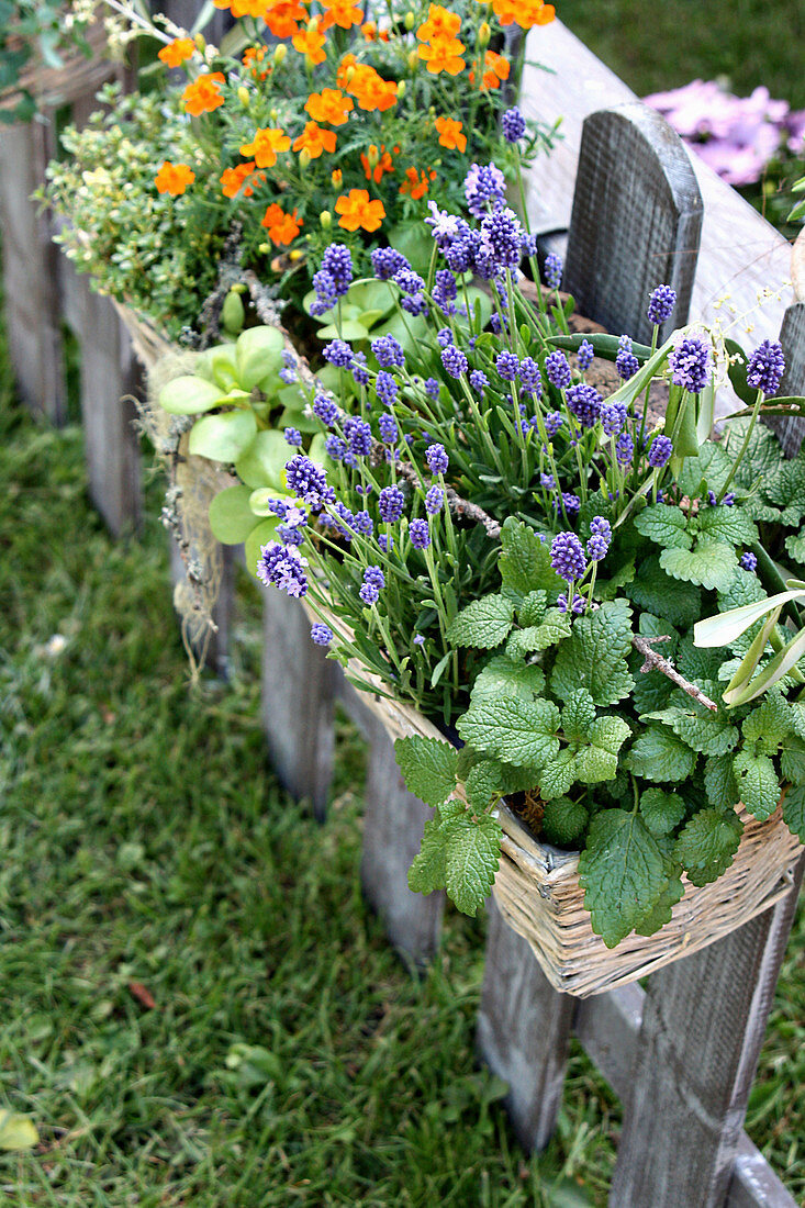 Weisser Korb mit Lavendel und Zitronenmelisse im Vordergrund am Gartenzaun hängend