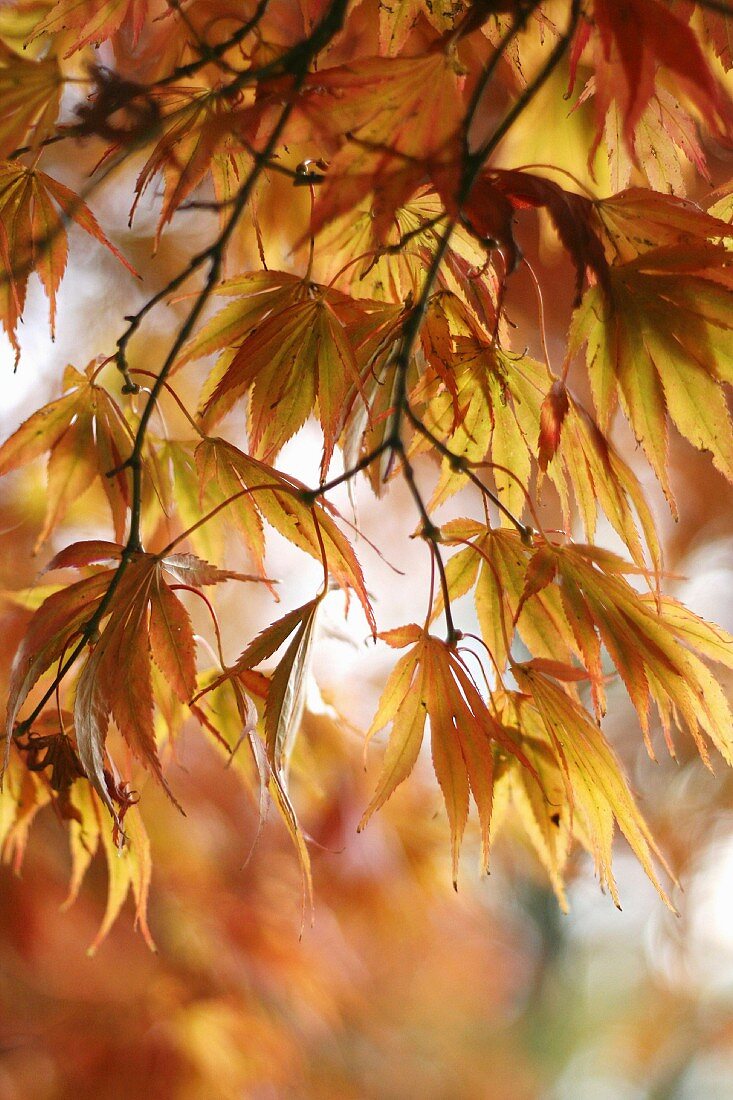 Autumn maple tree (close-up)