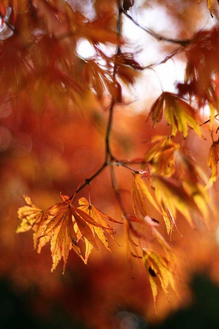 Autumn maple tree (close-up)