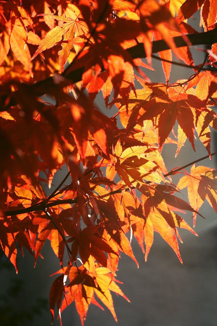 Maple tree with autumn foliage